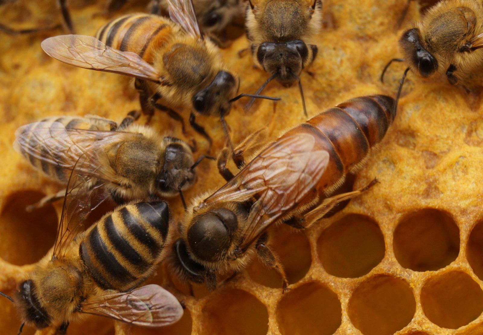 Aufgaben und Tätigkeiten des Bieneninstituts Münster - APIS e.V.